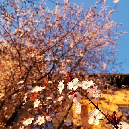 The Villa, Center Gæstehus