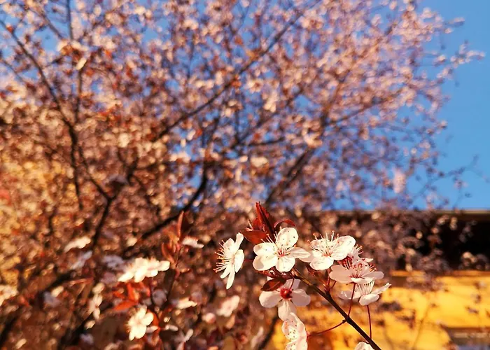 The Villa, Center Konukevi